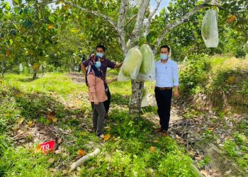 LAWATAN KERJA TIMBALAN PENGARAH PERTANIAN NEGERI KEDAH (OPERASI ) Ke TKPM Bukit Perak, Pendang kedah