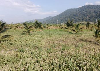 PROJEK INTEGRASI TEMBIKAI DENGAN KELAPA PANDAN