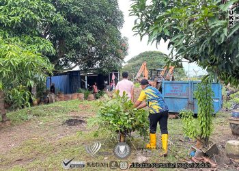 𝐆𝐎𝐓𝐎𝐍𝐆 𝐑𝐎𝐘𝐎𝐍𝐆 𝐏𝐔𝐒𝐀𝐓 𝐋𝐀𝐓𝐈𝐇𝐀𝐍 𝐏𝐄𝐑𝐓𝐀𝐍𝐈𝐀𝐍 𝐓𝐄𝐋𝐎𝐊 𝐂𝐇𝐄𝐍𝐆𝐀𝐈 (PLP)